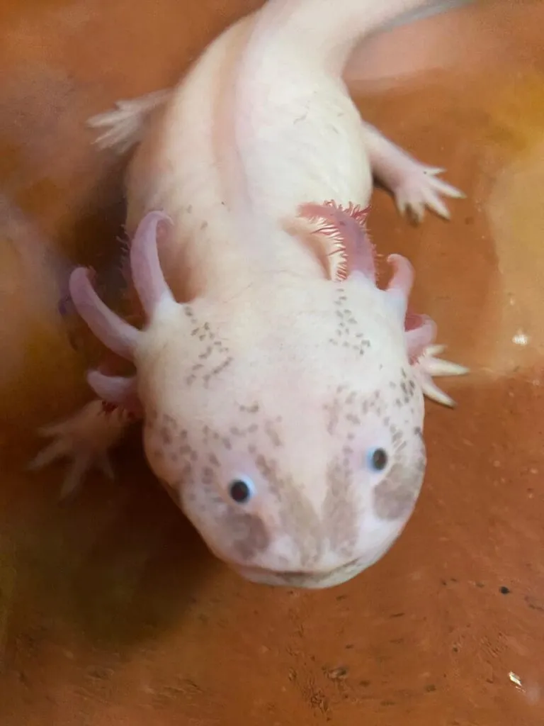 Día Nacional del Ajolote: ciencia, cultura y conservación en un solo símbolo