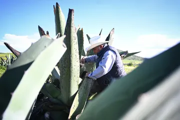 Hidalgo busca denominación de origen del maguey para elevar su valor y abrir nuevos mercados