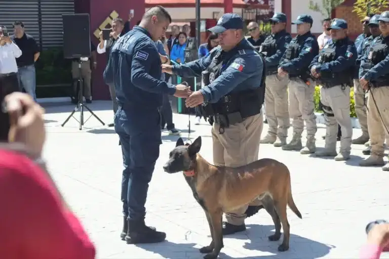 Unidad Canina K9 de Mineral de la Reforma se consolida como referente en seguridad y búsqueda en Hidalgo