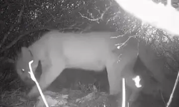 Reportan un puma cerca de zonas habitadas y activan vigilancia