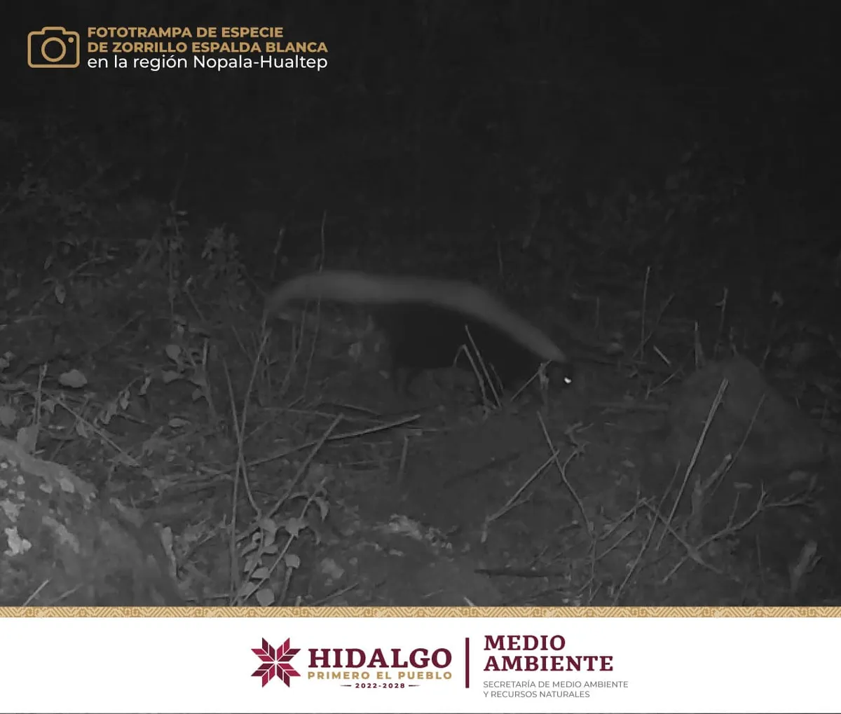 Con cámaras trampa detectan cinco especies de fauna silvestre  