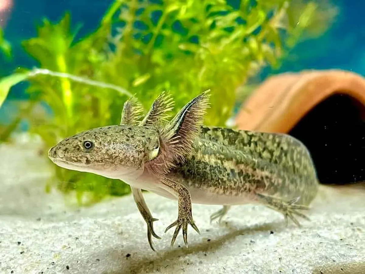 Conoce el Ajolotario y Museo Miquiztli Xolotl Pachuca