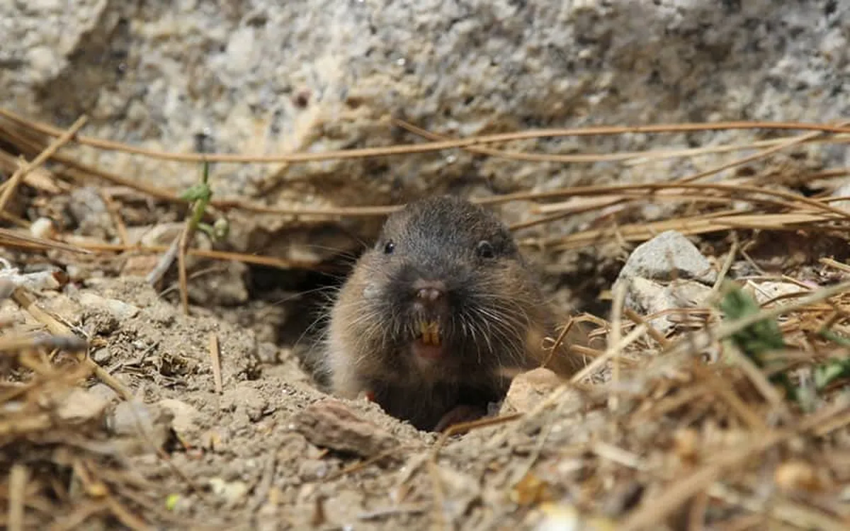 Pachuca declara a la tuza como patrimonio biocultural