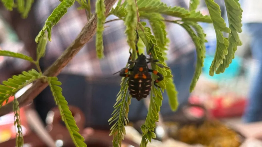 Doña Tere: una historia a fuego lento