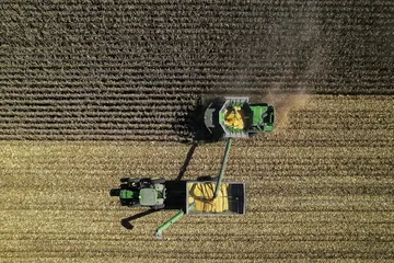 Panel falla contra México en maíz transgénico