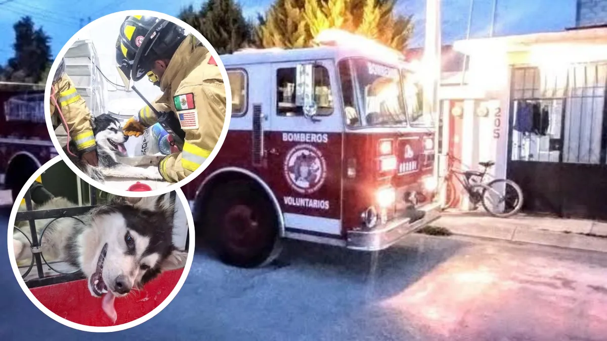 Bomberos rescatan a perrito atrapado en reja en Epazoyucan