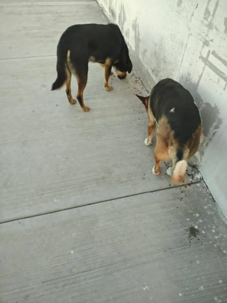 ¡4 de cada 10 perros viven en abandono! Alertan por sobrepoblación canina en Tizayuca