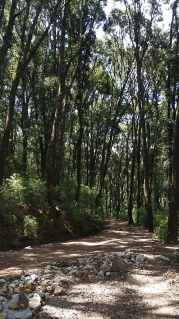 Vacaciones en Hidalgo: tres bosques que debes conocer