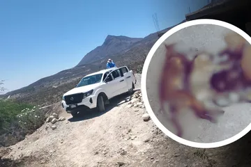 Seis perritos fueron encontrados envenenados en Ixmiquilpan