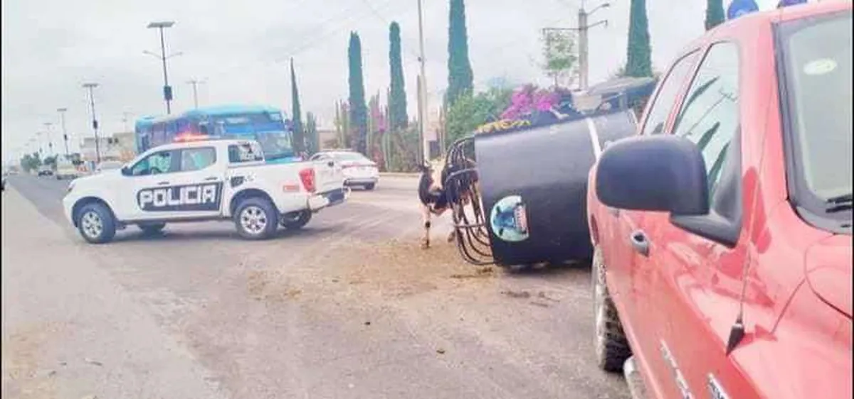 Choque en carretera Ixmiquilpan-Progreso: vaca sale proyectada tras colisión