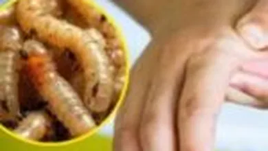Casos de gusano barrenador en Hidalgo