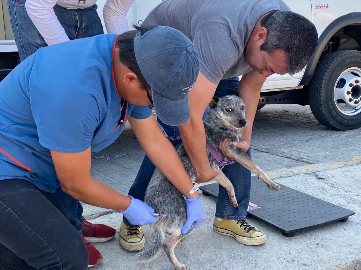 ‘Mentes Libres’ promueve cultura y el cuidado de las mascotas