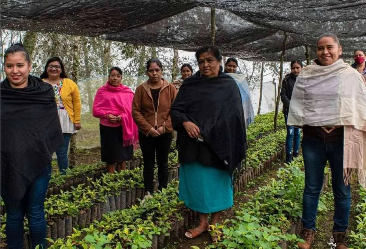 Tenango de Doria: caficultoras llevan al Senado propuestas de agenda campesina
