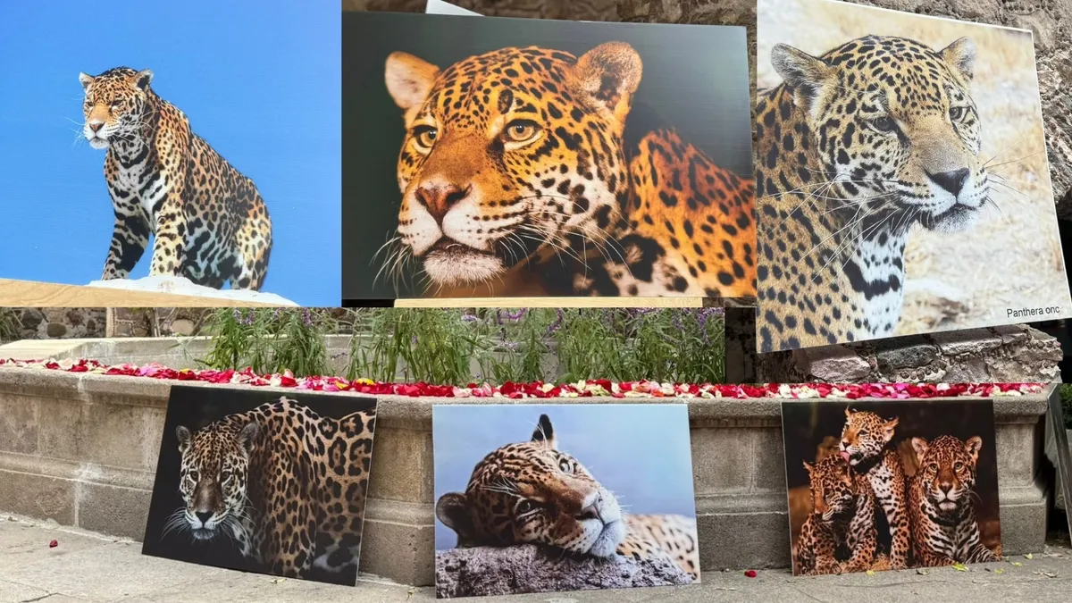 Conmemoración del Día Estatal del Jaguar en Pachuca con exposición y entrega de reconocimientos.