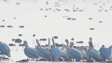 El regreso de pelícanos al lago de Texcoco confirma la recuperación de sus cuerpos de agua tras la cancelación del NAIM.