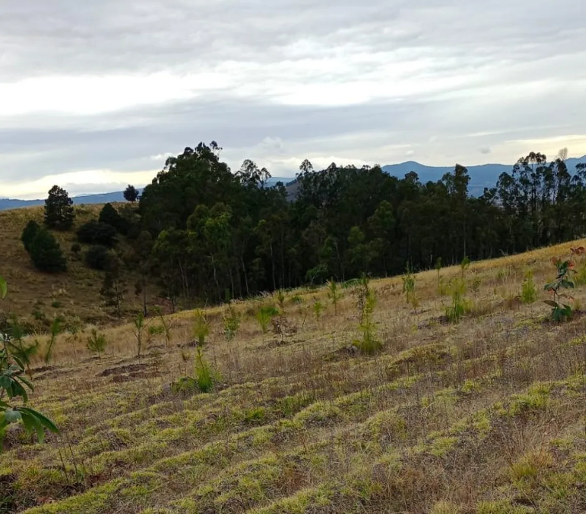 ¿Quieres ayudar al planeta? Únete a la reforestación masiva en Cuautepec