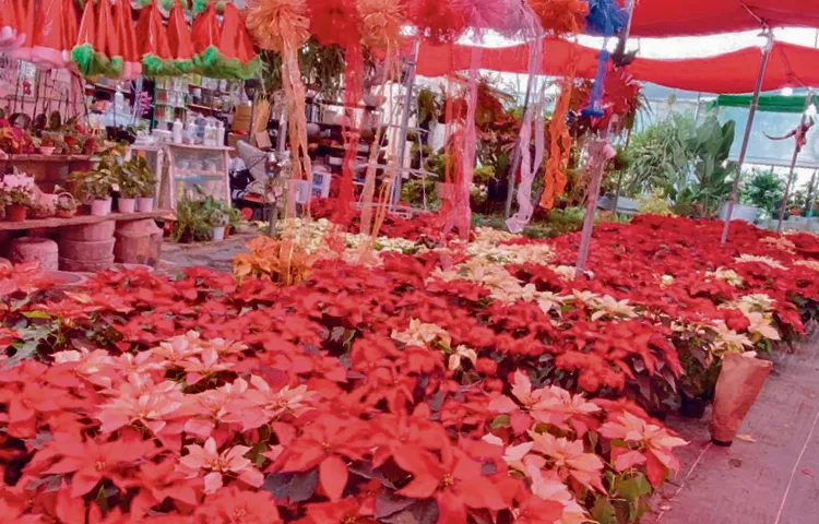 Calles y comercios se llenan de colores