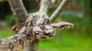 Boa
