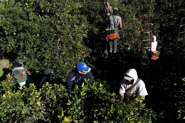 Trump contempla una nueva política para trabajadores agrícolas migrantes