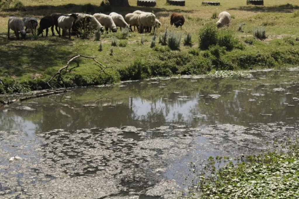 ¿Qué paso en los ríos en Cuautepec? De paraísos naturales a cloacas 
