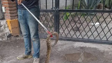 Capturan serpiente de cascabel dentro de un domicilio en San Salvador