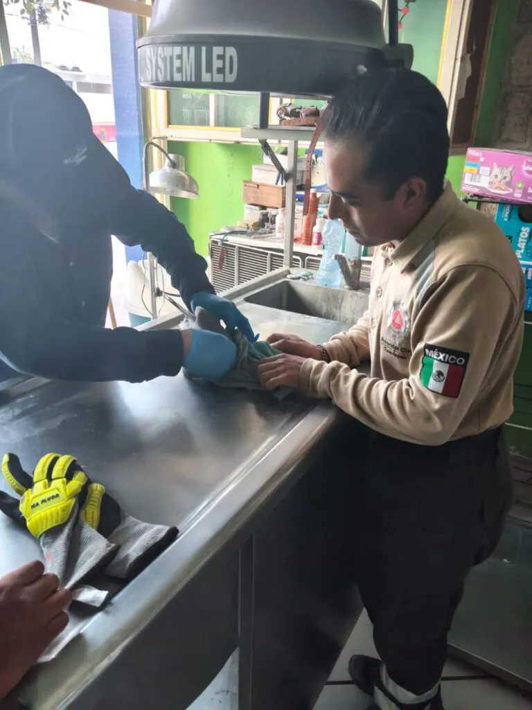 Gaviota migratoria herida es rescatada en Tlaxcoapan y trasladada a Semarnath en Pachuca