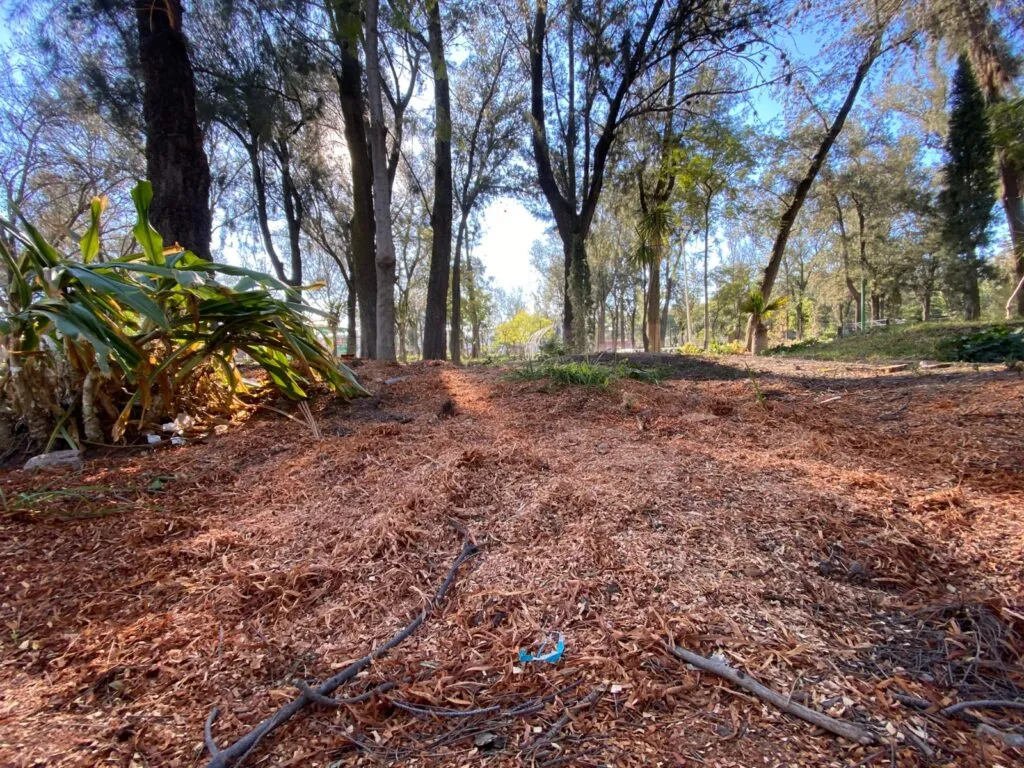 Plaga obliga al retiro de árboles en el Parque Pasteur