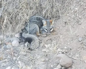 Rescatan a pequeño zorro herido en Actopan