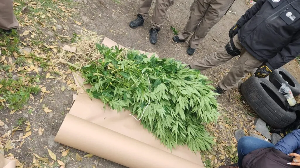 Tepeji: FGR asegura plantío con más de 140 plantas de marihuana