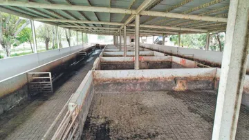 Pachuca continúa invirtiendo en el Rastro municipal para mejorar procesos, seguridad y condiciones sanitarias. Aquí los detalles.