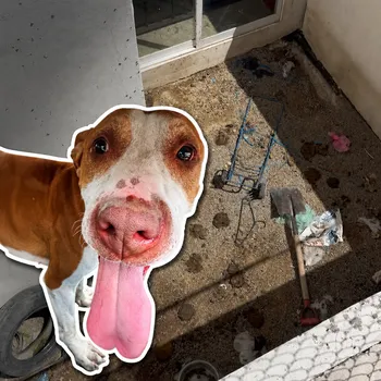 perrorecatado tras denuncia por maltrato anima en Tizayuca
