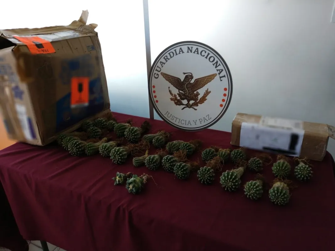 Guardia Nacional decomisa 60 cactáceas en peligro de extinción