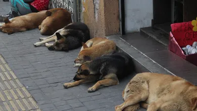 Denuncias archivadas, perros abandonados y presuntas irregularidades oficiales encendieron alertas por violencia animal en Hidalgo