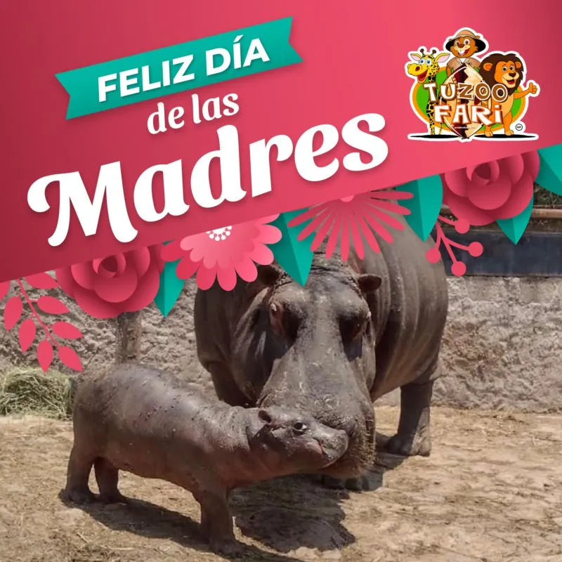 Tuzoofari da la bienvenida a nuevo bebé hipopótamo y más criaturas