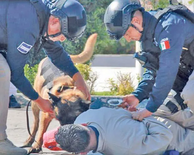 Rapidez y agudeza en tareas de seguridad