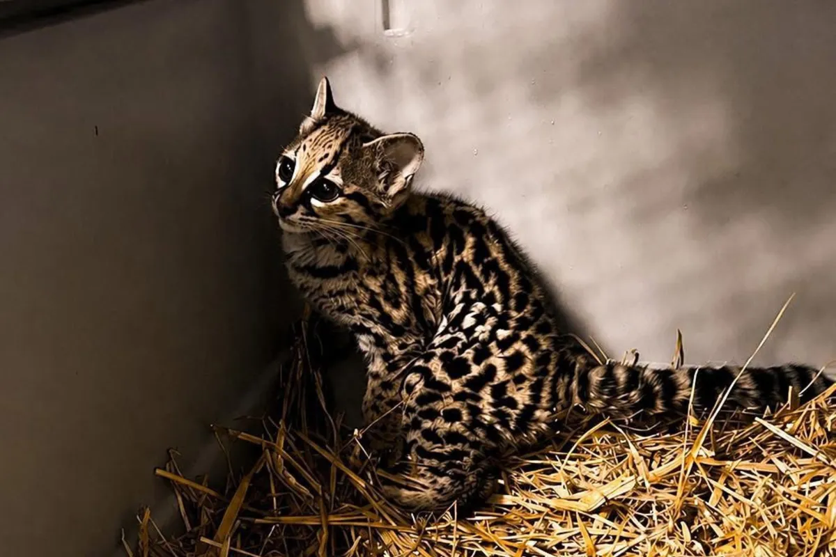 Tiene solo meses de vida y ya enfrenta un gran reto: así buscan salvar a este tigrillo en Hidalgo.