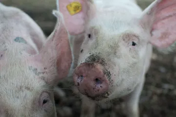 Hidalgo garantiza trato humanitario para animales de consumo humano
