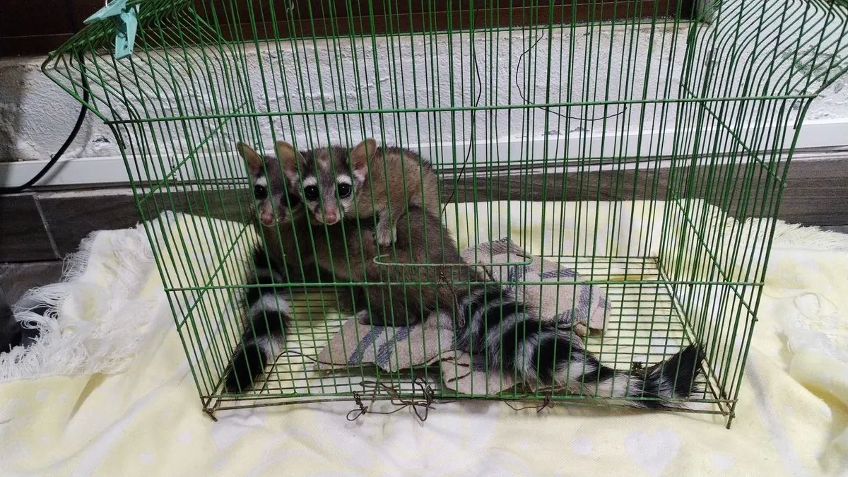 Cacomixtles rescatados