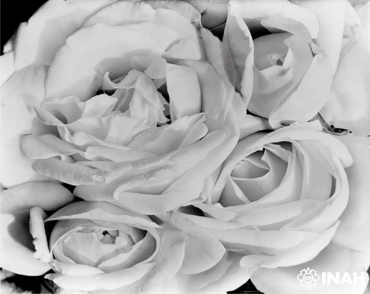 Sinafo inaugura la exposición Tina Modotti y la vanguardia fotográfica en México