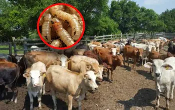 posibles casos de gusano barrenador en Actopan y San Salvador