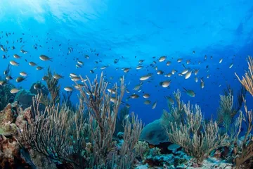 En riesgo de extinción, más del 40 por ciento de especies de coral