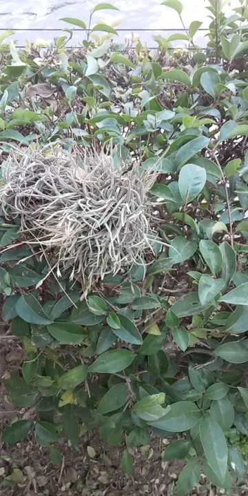 Detectan plaga de heno motita en jardines de calle Juárez en Tulancingo