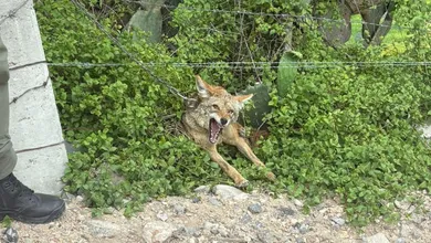 Coyote