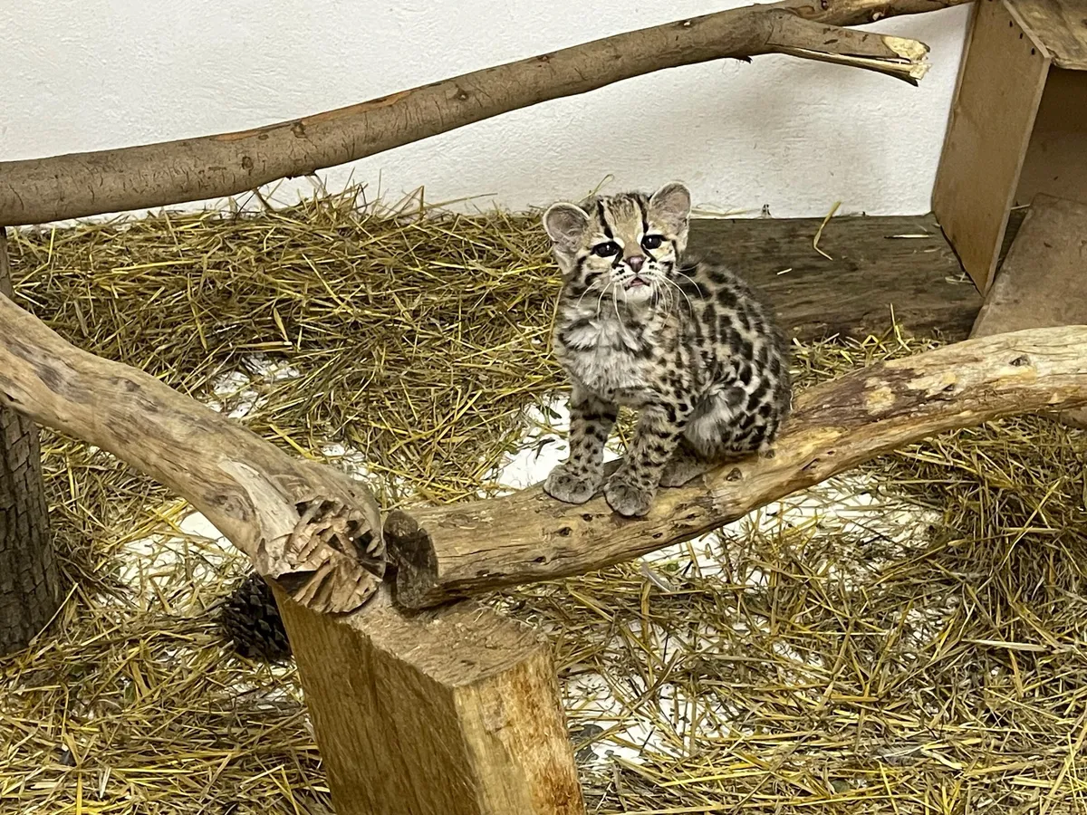 ¡Buenas noticias! El tigrillo rescatado en Hidalgo se prepara para regresar a su hábitat