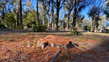 Bosque de Hidalgo