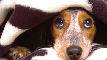 ¿Cómo cuidar a tu perro de la pirotecnia de Navidad?