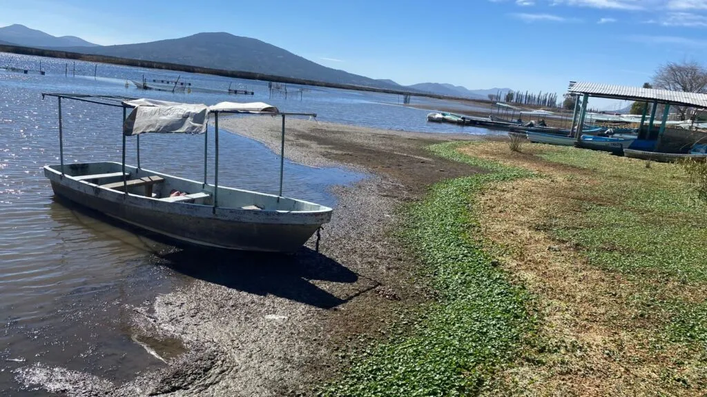 Ancas de rana en Tepeapulco buscan regresar al centro de la mesa