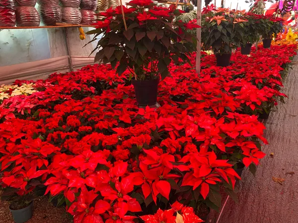 La flor más emblemática de la Navidad vuelve a llenar México de color. Estos son los cuidados clave que recomiendan las autoridades.