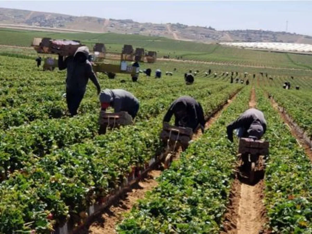Jornaleros hidalguenses