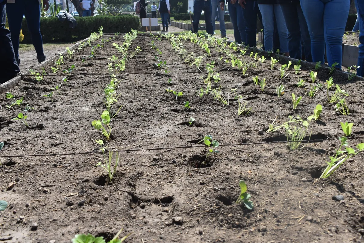 Continúa “Huerto Urbano Comunitario” en Pachuca